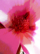 Pink Magnolia Blossom